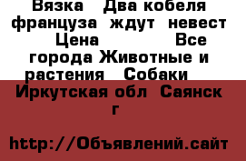  Вязка ! Два кобеля француза ,ждут  невест.. › Цена ­ 11 000 - Все города Животные и растения » Собаки   . Иркутская обл.,Саянск г.